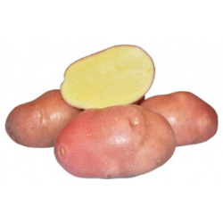 Семенной картофель беллароза (суперэлита) жизнь фермера 
