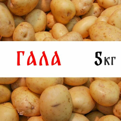 Семенной картофель сорт "Гала" 5кг  клубни Нет бренда