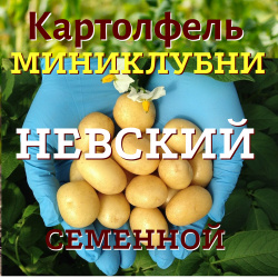 Картофель семенной селекционный невский категория миниклубни Нет бренда К