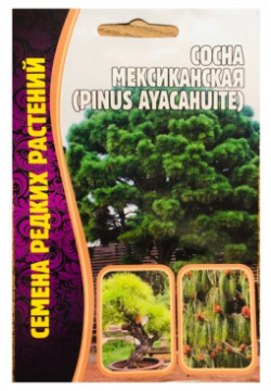 Семена Сосны Мексиканской(Pinus Ayacahuite) (10 семян) Григорьев А Ю 