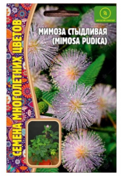 Семена Мимозы стыдливой (Mimosa pudica) (20 семян) Григорьев А Ю 