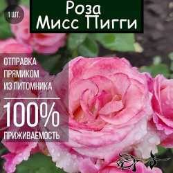 Саженец розы Мисс Пигги / Чайно гибридная роза РозыТоп 