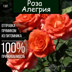 Саженец розы Алегрия / Спрей роза Нет бренда 