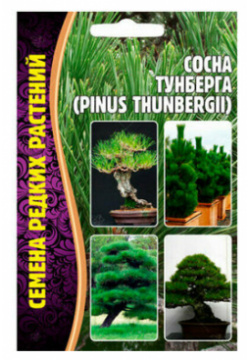 Семена Сосны Тумберга (Pinus Thunbergii) (10 семян) Григорьев А Ю 