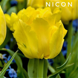 Тюльпаны пионовидные  луковицы сорт Nicon желтые (4штуки) Тюльпан махровый Никон