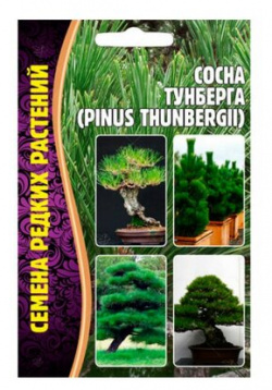 Семена Сосны Тумберга (Pinus Thunbergii) (10 семян) Григорьев А Ю 