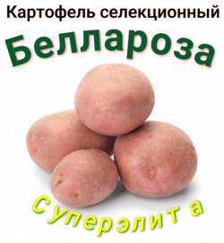 Картофель семенной беллароза клубни 2 кг Нет бренда 