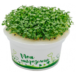 Набор для выращивания "Моя микрозелень базилик" Здоровья КЛАД