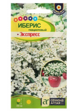 Семена цветов Иберис гиацинтовый "Экспресс"  Сем Алт ц/п 0 1г Алтая