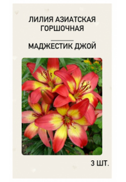 Лилия Маджестик Джой  луковицы многолетних цветов Нет бренда Схема посадки