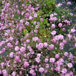 Гипсофила метельчатая Джипси Пинк  необычайно красивое светло розовое облако поразит вас своим очарованием 3 драже Дом семян