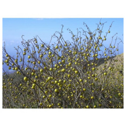 Паслен Линнея (лат  Solanum linnaeanum) семена 10шт + подарочек MAGIC FOREST