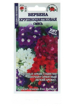 Семена цветов Вербена Крупноцветковая  0 1 г 3 шт Нет бренда