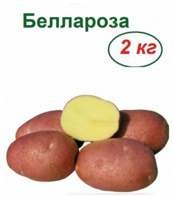 Картофель семенной Беллароза  2 кг крупные клубни с красной кожурой и желтой неразваристой мякотью; сорт обладает высокой устойчивостью к основным болезням вырождению Лето