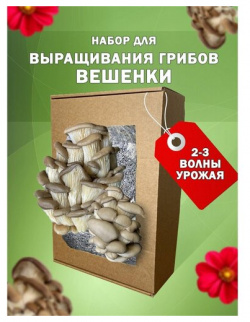 Грибница вешенки набор для выращивания дома  семена грибов поГрибок
