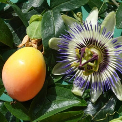 Семена Пассифлора голубая (страстоцвет) / Passiflora caerulea  5 штук Бамбук Shop