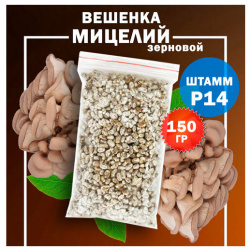 Мицелий вешенки зерновой Р14 (летний)  150 гр поГрибок