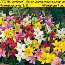 Лилии садовые ОТ гибриды  разных сортов и расцветок 7 штук Россия