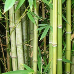 Семена Орешка Бамбук тростниковый  Bambusa arundinacea 25 шт