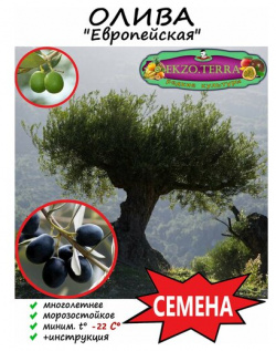 Семена Олива Европейская "Olea Europaea" 6 шт  Ekzo Terra