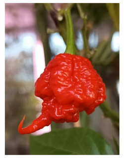 Семена Острый перец Carolina Reaper red (Каролина Рипер красный)  5 штук Бамбук Shop