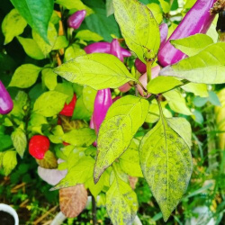 Семена Острый перец Cayenne purple (Кайенский пурпурный фиолетовый)  5 штук Бамбук Shop