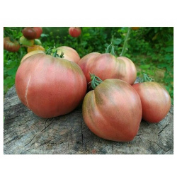 Коллекционные семена томата Фиолетовое сердце Чероки СуперГрядка Среднеспелый