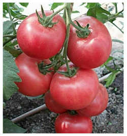 Коллекционные семена томата Сибирская лиана СуперГрядка 