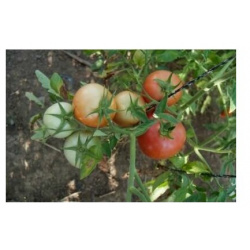 Коллекционные семена томата Чайная роза СуперГрядка 