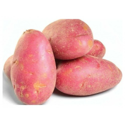 Картофель "Розара" 2 кг в сетке  семенной селекционный с плодовитой урожайностью репродукция Супер Элита обладает высокими вкусовыми качествами Лето