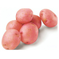Картофель "Розара"  2 кг в сетке Посадочно огородный семенной селекционный очень высокого качества подходит для хранения на зиму Лето