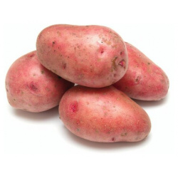 Клубни картофеля сорта " Беллароза" семенной  в сетке 2 кг для посадки высочайшего качества обладает устойчивостью к большинству болезней Лето