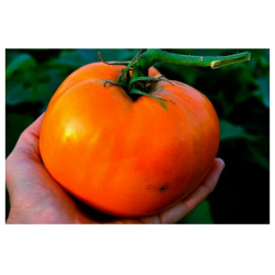 Коллекционные семена томата Оранжевый Гигант Меннонитов СуперГрядка Среднеспелый