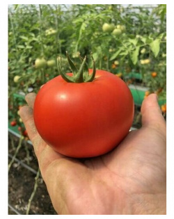 Коллекционные семена томата Округ Майями СуперГрядка 