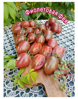 Томат Фиолетовая фея  сорт из Китая мировая коллекция томатов Нет бренда