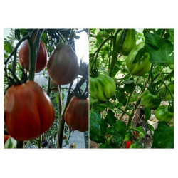 Коллекционные семена томата Древнее сердце Пианфеи СуперГрядка 