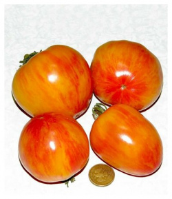 Коллекционные семена томата Кровоточащее Сердце СуперГрядка 