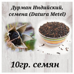 Дурман Индийский  семена (Datura Metel) 5грамм ( 250 300 семян) ИП Валеева