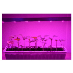 Светильник для растений с регулировкой высоты и креплением к столу "Принцепс" 24Вт Агрономия XXI век 