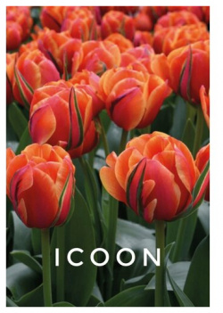 Тюльпаны пионовидные  луковицы сорт ICOON красные (4штуки) Тюльпан махровый