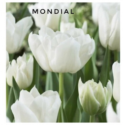 Тюльпаны пионовидные  луковицы сорт MONDIAL белые (4штуки) Тюльпан махровый