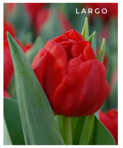Тюльпаны пионовидные  луковицы сорт LARGO красные (4штуки)