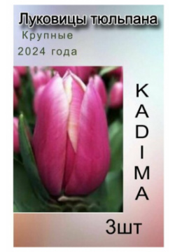 Луковицы Тюльпана Kadima (3 шт) POROLOV Цветочная История 