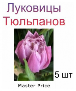 Луковицы Тюльпана Master Price ( 5 шт) POROLOV Цветочная История 