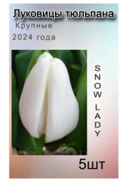 Луковицы Тюльпана Snow lady ( 5 шт ) POROLOV Цветочная История 