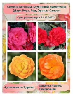 Бегония клубневая Лимитлесс 4 упаковки по 5 драже: Дарк Роуз  Ред Оранж Сансет Syngenta Flowers Нидерланды