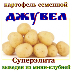 Картофель семенной селекционный Джувел клубни репродукция суперэлита 2 кг Нет бренда 