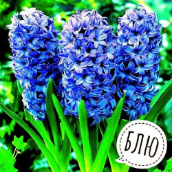 Луковицы многолетних цветов Гиацинт "BLUE PEARL" 3шт в упаковке "Высший сорт" Нет бренда 