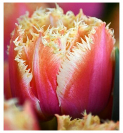 Луковицы тюльпана Brisbane (10шт ) POROLOV Цветочная История 