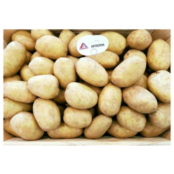 Семенной картофель Аризона 2 кг Элитный 